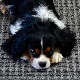 Emily - Cavalier King Charles Spaniel