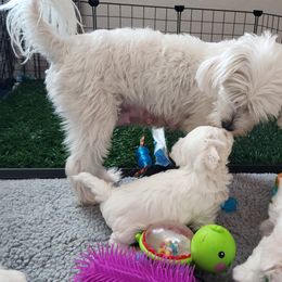 Maltese Puppies from ARIZONA MALTEE GEMS
