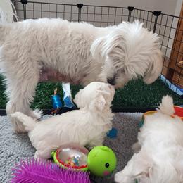 Maltese Puppies from ARIZONA MALTEE GEMS