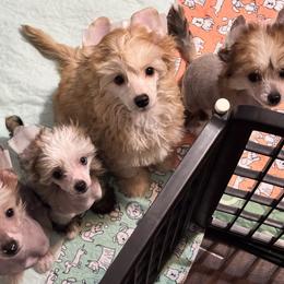 Chinese Crested and Yorkshire Terrier Puppies from FronkLinn Kennel