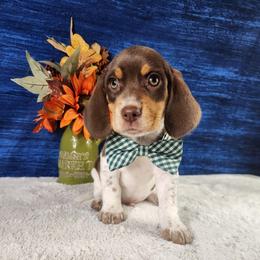 Benji - Brown white and tan male Beagle puppy in Pottersville, Missouri from Lovan's Spring Creek Kennel