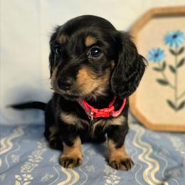 Buddy 2100 - Black and cream male Dachshund puppy in Lexington, Oklahoma from Long Doggy Acres Miniature Dachshunds