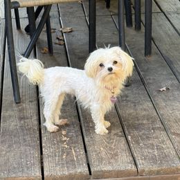 Maltese puppies from TCBs Glowing Maltese