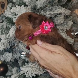 Pink collar - Merle female Shihpoo puppy in Millsap, Texas from Gaston’s Posh Poodles and Doodles