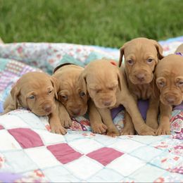 Catcher - Golden rust male Vizsla puppy in Clemons, Iowa from Kaylee’s Vizslas