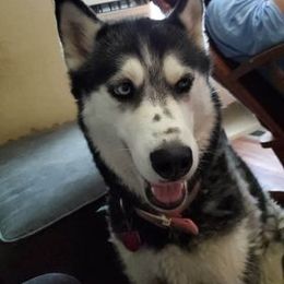 Siberian Husky All Grown Up from The Husky Barn