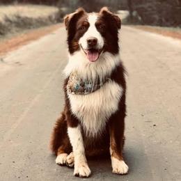 Flint - Australian Shepherd