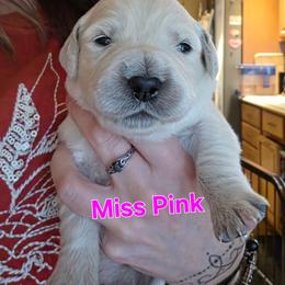 Girl 2 - Light golden female Golden Retriever puppy in Waynesburg, Ohio from Avalon English Retrievers