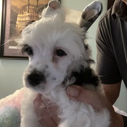 Kruger - White and black male Chinese Crested puppy in Henderson, Nevada from Kelly's Little K9