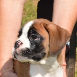 Boxer Puppies from Von Haus Piner