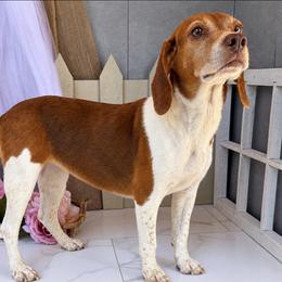 Rocky - Black white and tan male Beagle puppy in West Plains, Missouri from Suncreek Puppies
