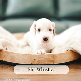 Mr. Whistle - Parti male Goldendoodle puppy in Punta Gorda, Florida from Transformation Acres Goldendoodle