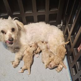 Maltipoo puppies from Cooley's Cuddle Pups