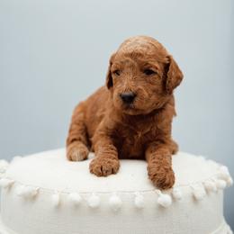 Navy collar boy - Red  male Goldendoodle puppy in Spokane, Washington from Beloved_doodles_WA