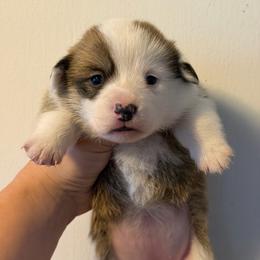 Girl 3 - Red female Pembroke Welsh Corgi puppy in Helmville, Montana from Calie’s Corgis