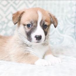 Primrose - Red female Pembroke Welsh Corgi puppy in Plains, Montana from Diamond Corgis