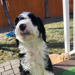Sheepadoodle Puppies from Jaqueline Sparks