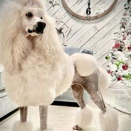 Golden Retrievers, Poodles, and Shih Tzus from Platinum Paws Golden Retrievers