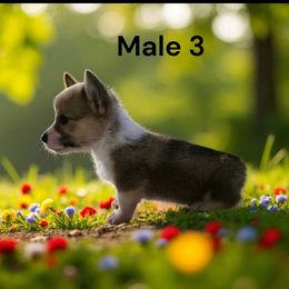 Male 3 - Red male Pembroke Welsh Corgi puppy in Tennessee from Grindstaff Corgis