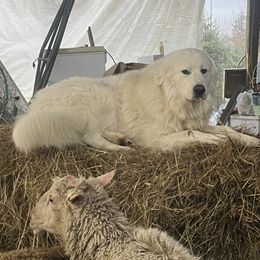 Diesel - Great Pyrenees