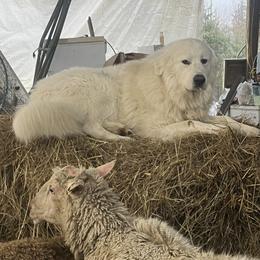 Diesel - Great Pyrenees