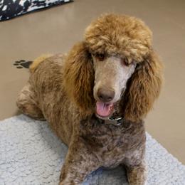 Poodles from Waggin Tails Poodles