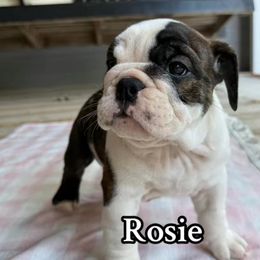 Rosie - Brindle female Bulldog puppy in Cleveland, Tennessee from Dowds Bulldogs