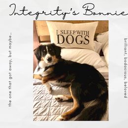 Miniature Australian Shepherd Puppies from Integrity Aussies Tx