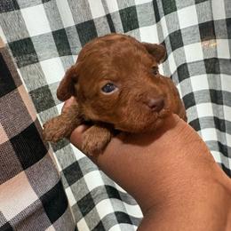 Lily - Red  female Poodle puppy in Utica, Ohio from Poodle Me Crazy