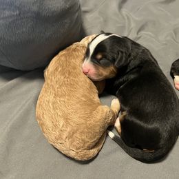 Bernedoodle and French Bulldog Puppies from Bernied00dle Love & Fr3nchi3 Love