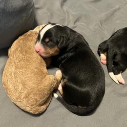 Bernedoodle and French Bulldog Puppies from Bernied00dle Love & Fr3nchi3 Love