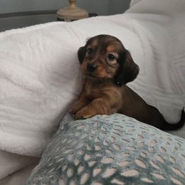 Bridget - Red female Dachshund puppy in Lincolnton, North Carolina from Oakview Kennels