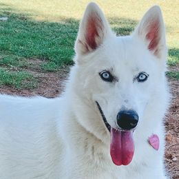 Luna - Siberian Husky