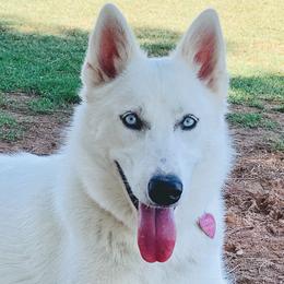 Luna - Siberian Husky