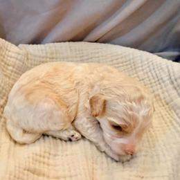 Clarence - Parti male Labradoodle puppy in Bruceton Mills, West Virginia from Adonai Ra'ah Farms