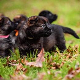"White" German Shepherd Puppies from MCX K9