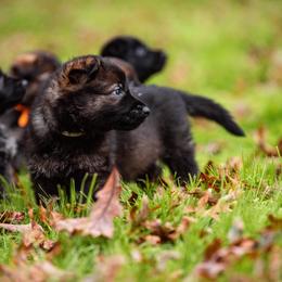 "White" German Shepherd Puppies from MCX K9