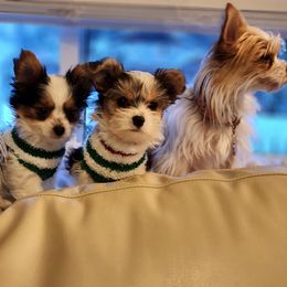 Biewer Terrier and Yorkshire Terrier Puppies from 1.StarDreamPups