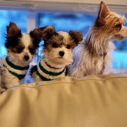 Biewer Terrier and Yorkshire Terrier Puppies from 1.StarDreamPups