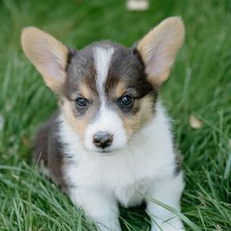 King Richard - Black and tan male Pembroke Welsh Corgi puppy in Oak City, Utah from Shells’ Corgis