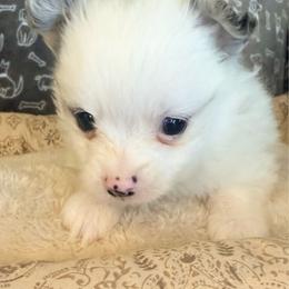 Buzz - Blue parti male Pomeranian puppy in Lexington, Oklahoma from BooneDox Miniature Dachshunds