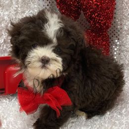 Maltipoo, Poodle, and Shihpoo Puppies from Puppies-4U