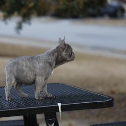 Girl 3 - Brindle female French Bulldog puppy in Augusta, Georgia from Mo3_Frenchies