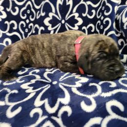 Dancer - Brindle Mastiff puppy in Proctor, Minnesota from BFG MASTIFFS