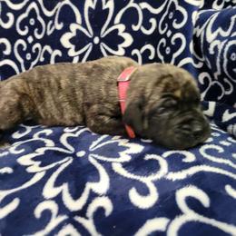 Dancer - Brindle Mastiff puppy in Proctor, Minnesota from BFG MASTIFFS