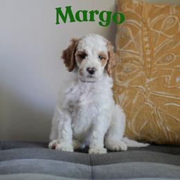 Margo - Parti female Goldendoodle puppy in College Station, Texas from Em & El Doodles