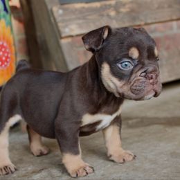 Bella - Chocolate tri-color female Bulldog puppy in Ben Lomond, Arkansas from Miesha Carver's Bulldogs