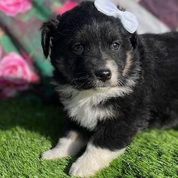 Dachshund, Miniature Australian Shepherd, and Shiba Inu Puppies from Elite Puppies of Oklahoma