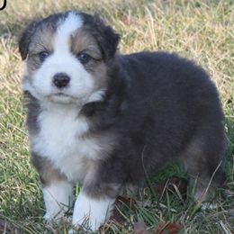 Aussiedoodle and Australian Shepherd Puppies from Pineview Farms Australian Shepherds