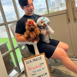 Money - Red  male Poodle puppy in Covina, California from Shih_doodle_Co